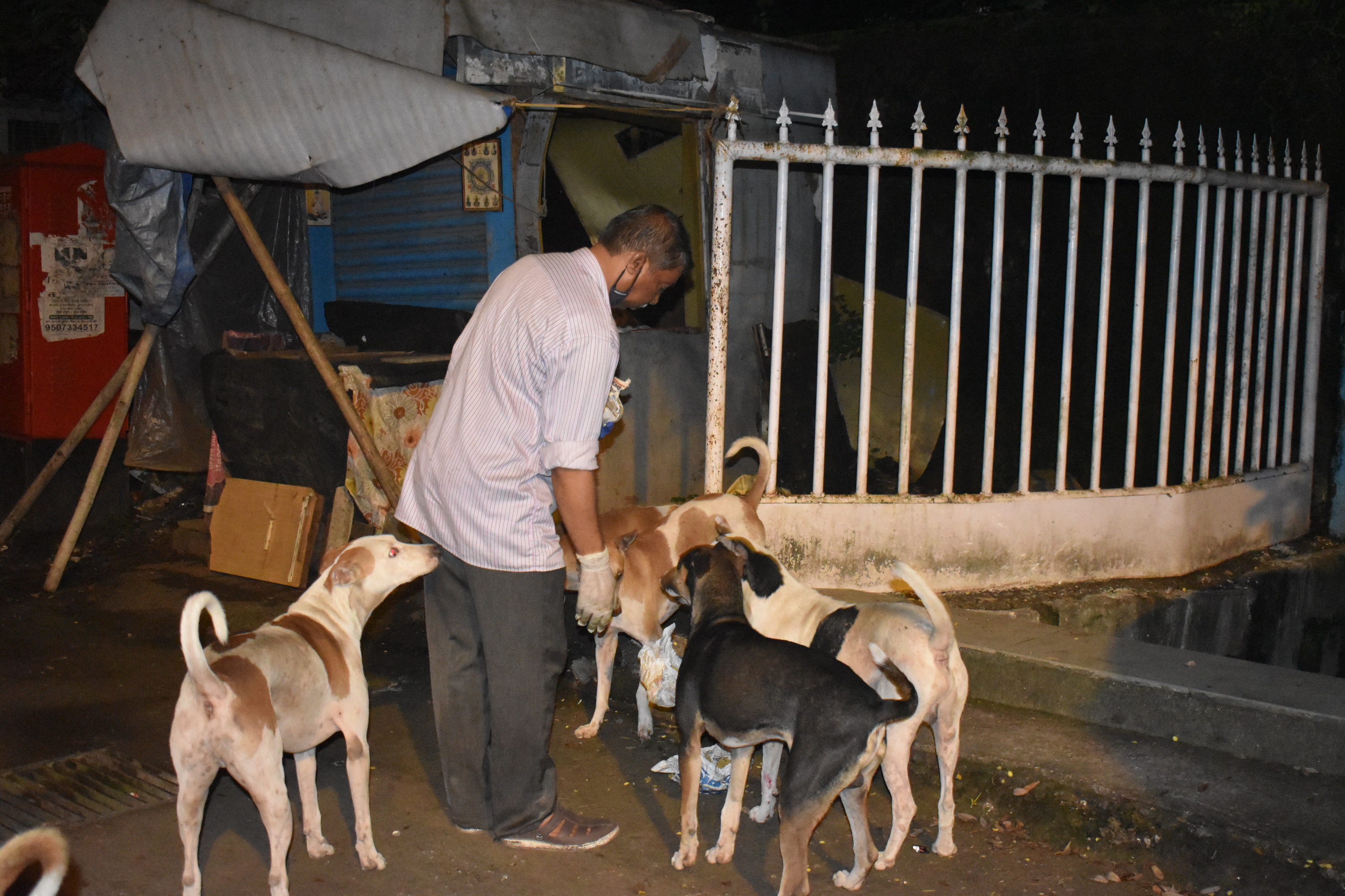 Nutritious Food for Strays