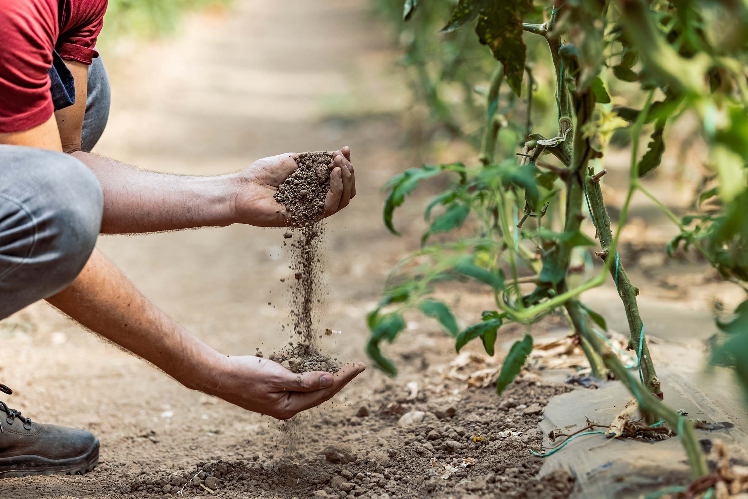 Healthy Soil